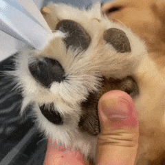 FreshPaws™ Pro Groomer Kit
