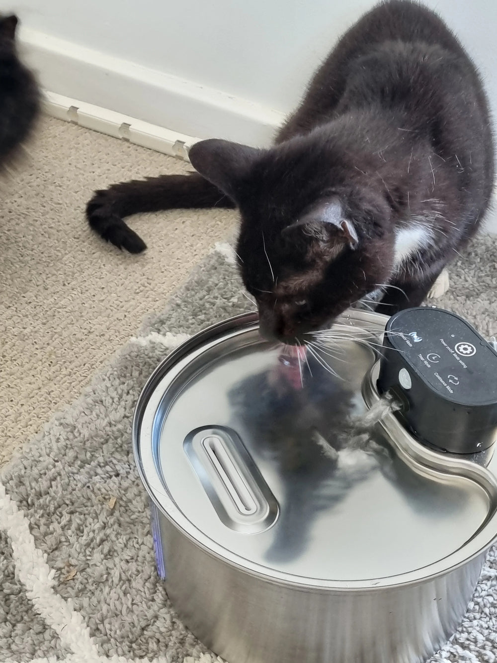 <h3>Real Love From Real Pet Parents 🐾</h3>