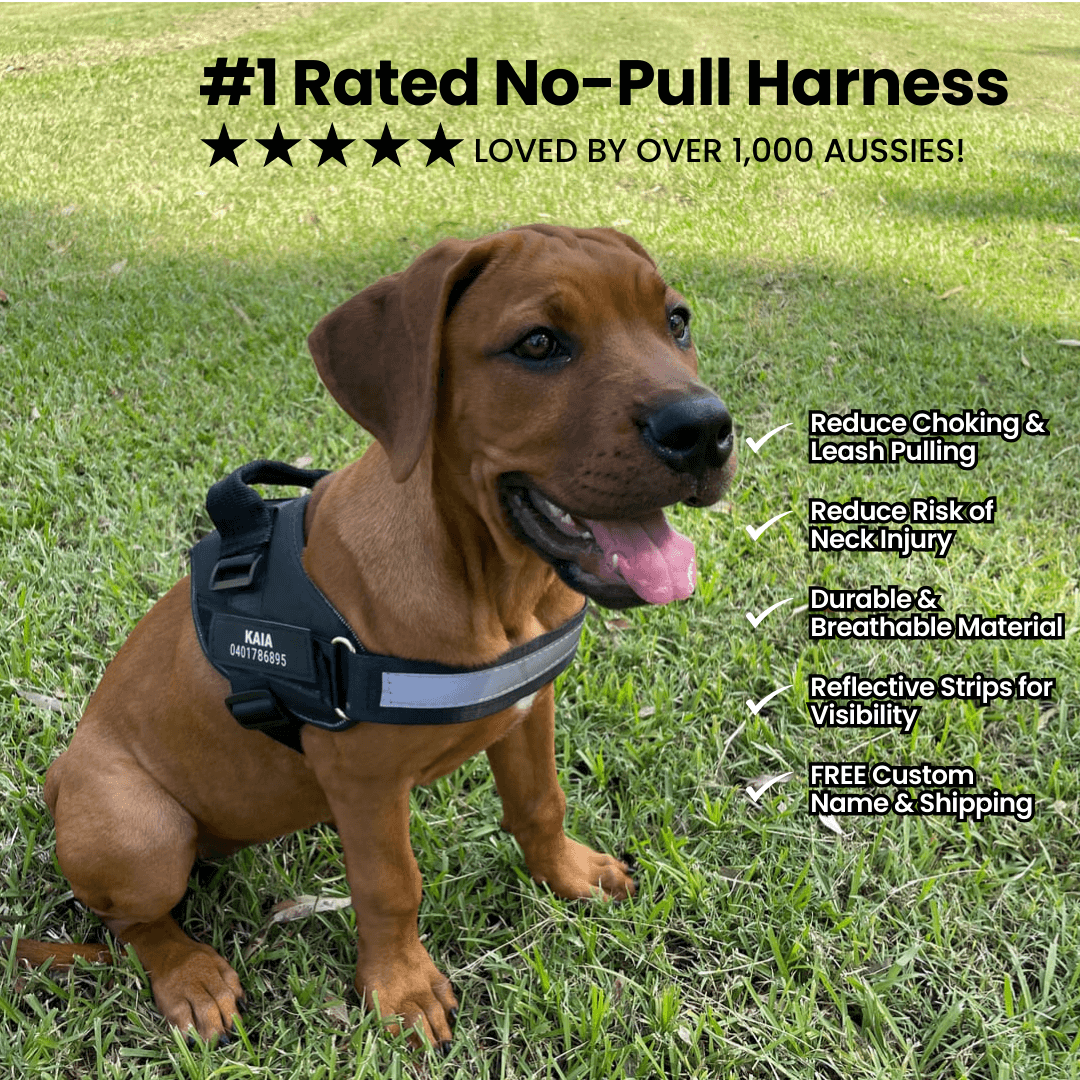 FreshPaws™ Custom No-Pull Harness