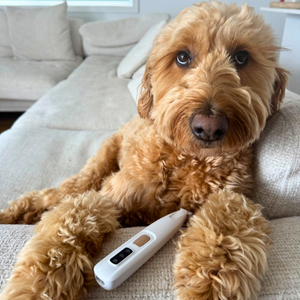 <h2>10,000+ Happy Pet Parents</h2>
