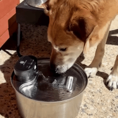 FreshPaws™ Water Fountain + 5 Free Filters